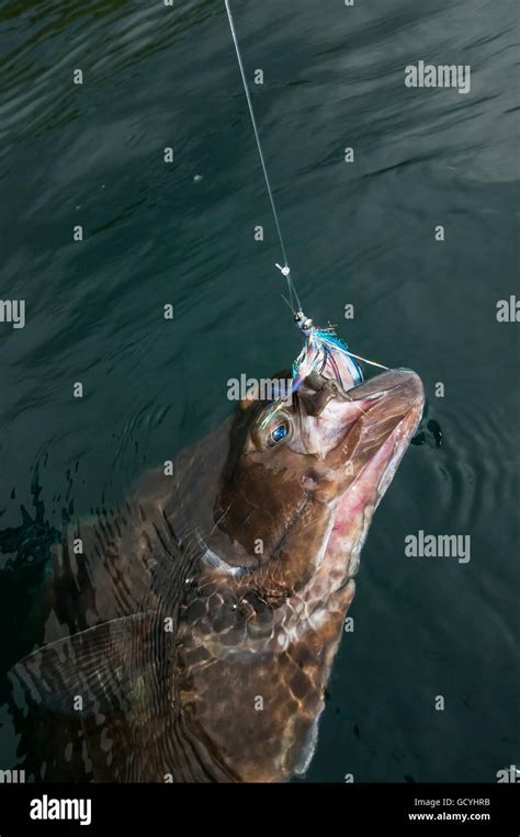 Fly Fishing For Halibut