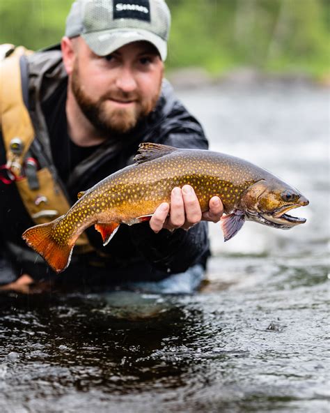 fly fishing for trout in rivers