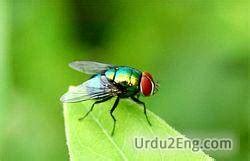 fly meaning in urdu with example