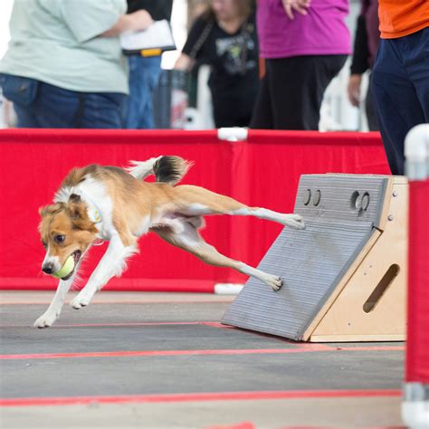 flyball rules for dogs
