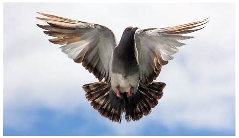 Ever See a Pigeon Race? | Mountain Valley Living