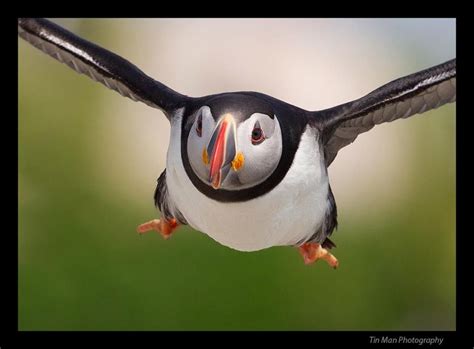 flying bird that looks like a penguin