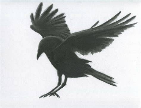 Flying Crow Drawing by William Underwood