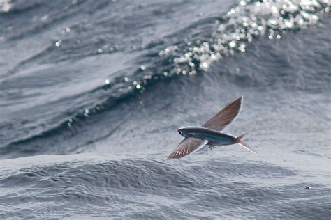 Flying Fish Flight Distance