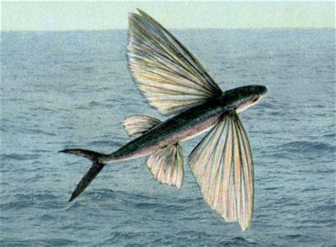 Flying Fish Why Do They Fly