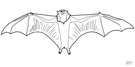 flying fox coloring page printable template