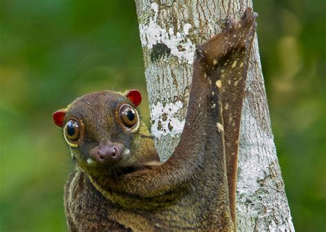 flying lemur