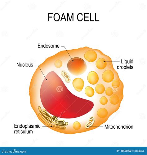 Foam Cell Structure