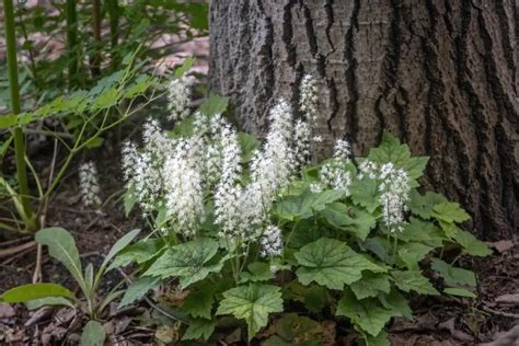 Foam Flower Under Tree