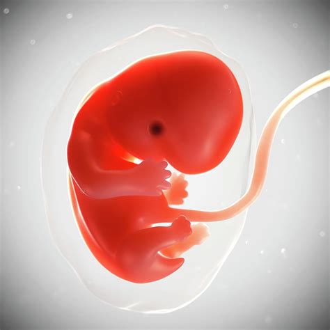 Development Milestones: What Happens to a Foetus at Seven Weeks