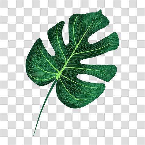 folha de planta png