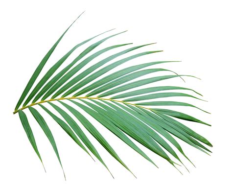 folhas de palmeiras png