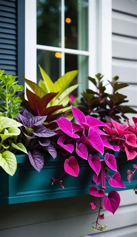 Foliage Plants For Window Boxes