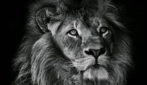 Fond Decran Iphone Animaux Noir Et Blanc D écran Lion