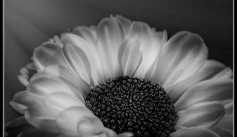 Tulipe en noir et blanc fond d'écran fleuri