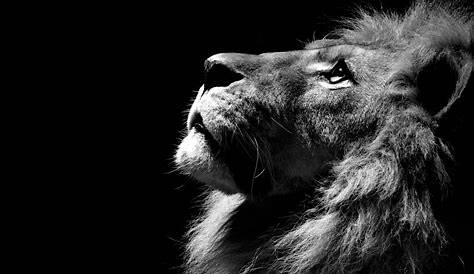 Lion rugir DIVINE NUANCE Fond ecran animaux, Lion noir