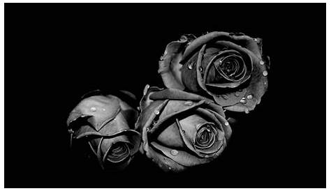 Fond Ecran Noir Et Blanc Rose Black Wallpaper HD