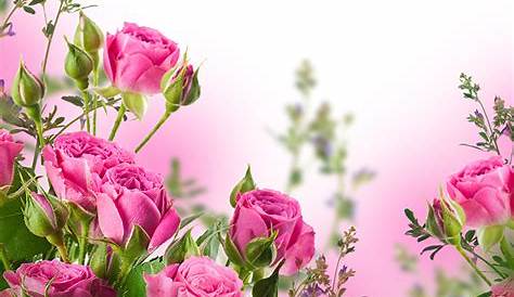 Fondos de pantalla Rosas rosadas, ramo 3840x2160 UHD 4K Imagen