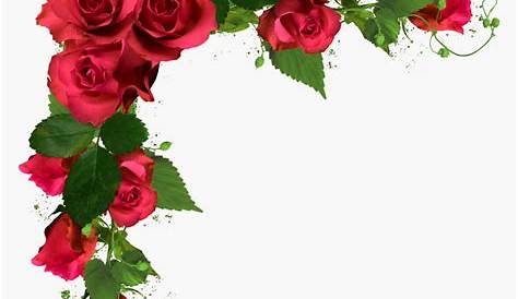 rosas para fotomontajes con fondo transparente,clippart,tubes