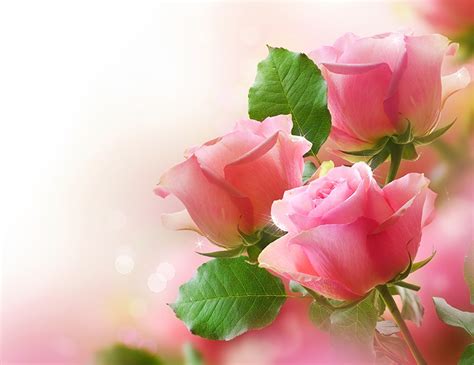 fondos de pantalla de flores rosas