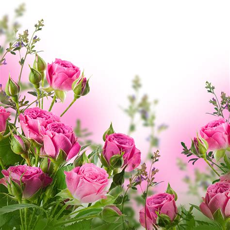 fondos de pantalla flores rosas