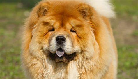 Chinese Foo Dog | Dog breeds, Dogs and puppies, Dogs