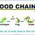 food chain definition for kids