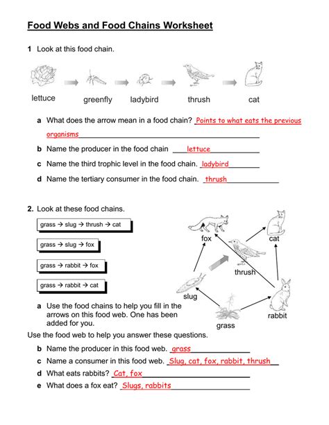 food chains and webs worksheet ks3