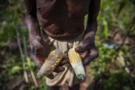 food crisis climate change