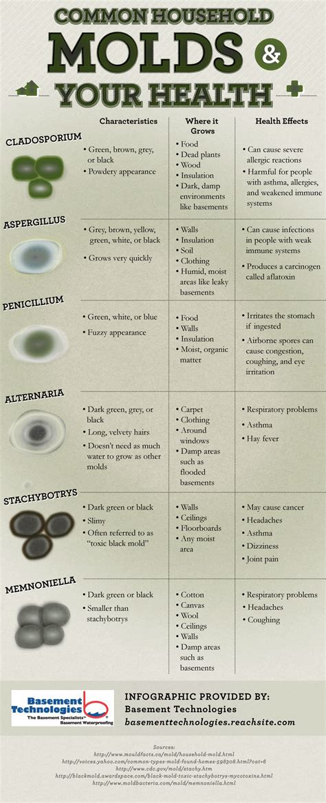 Food Mold Types