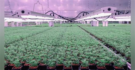 Food Processing San Antonio