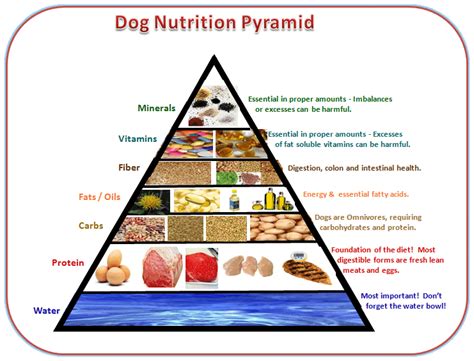 food requirements for dogs