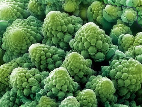 Food Under A Microscope