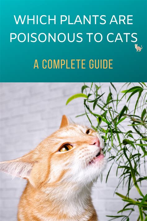 foods and plants toxic to cats