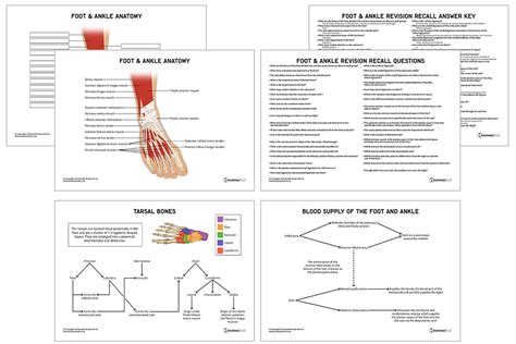 Foot Anatomy Test