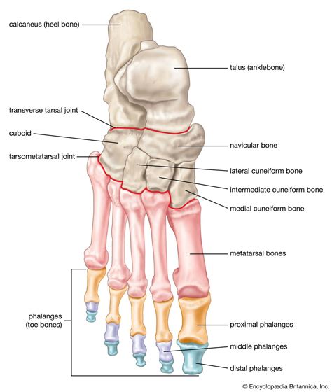 Foot Bone Use