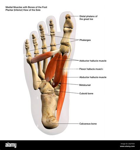 Foot Bones Muscles