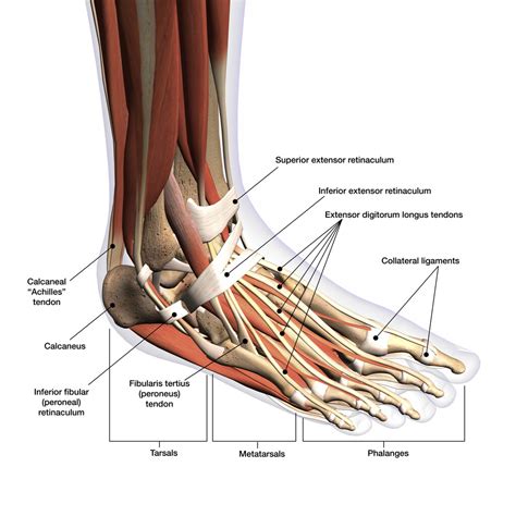 Foot Bones Tendons