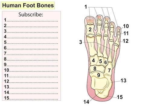 Foot Bones Test