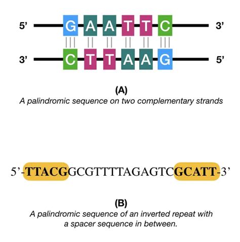 For Palindromic Sequences What Is The Structure Of The Dot Plot