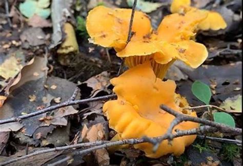 Foraging Chanterelles Uk