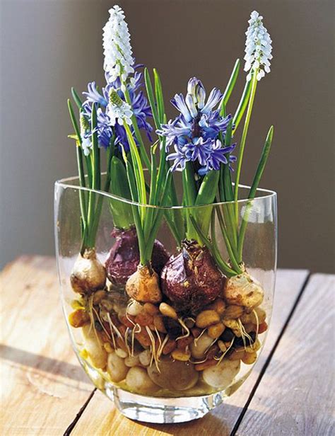 Forcing Bulbs To Bloom