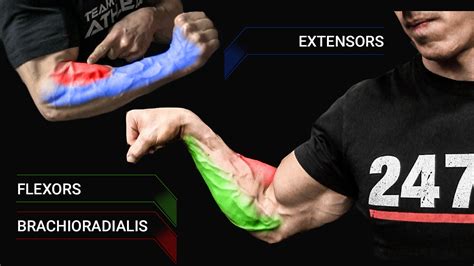 Forearm Anatomy Exercises