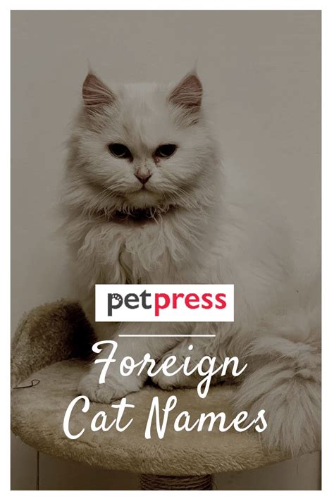 Foreign Names For Cat
