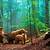 forest animals images hd