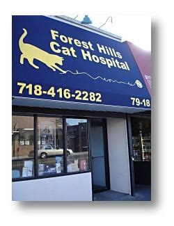 Forest Hills Cat Hospital: Providing Exceptional Care For Your Feline Friends