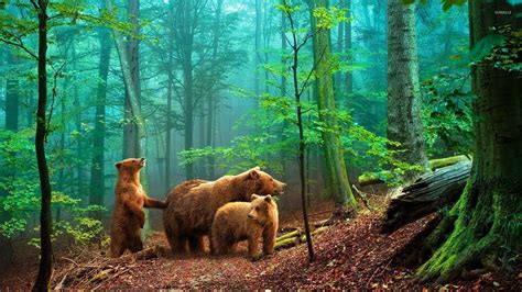 nature, Animals, Bears, Forest, Trees, Playing, Baby Animals Wallpapers HD / Desktop and Mobile