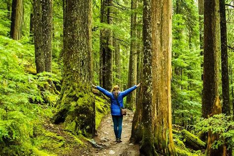 Forest Bathing Vancouver