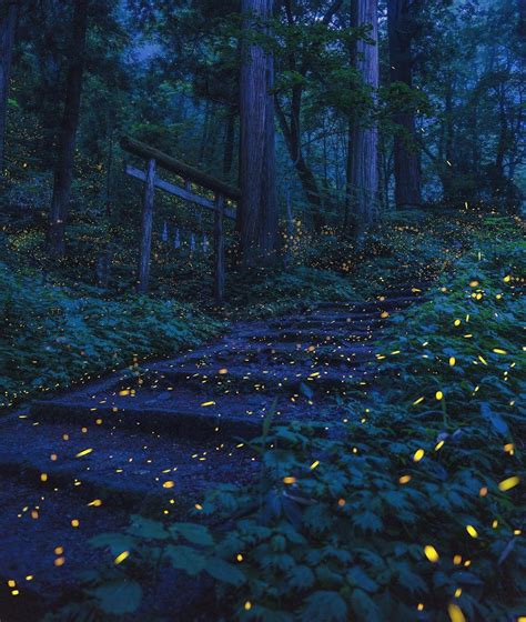 Forest Fireflies