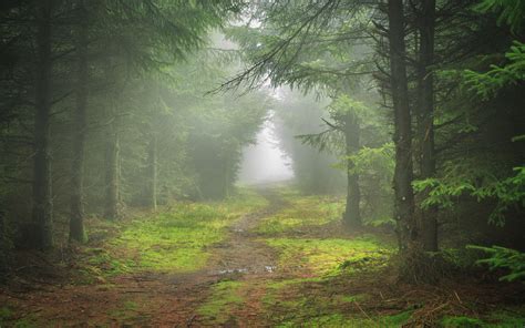 Forest Foggy Path